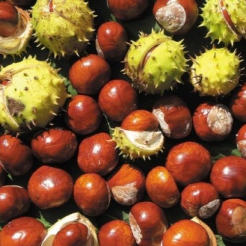 Как рассадить каштан. Как посадить и вырастить каштан? 11 Как рассадить каштан. Как посадить и вырастить каштан? 11