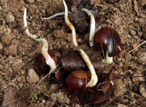 Как рассадить каштан. Как посадить и вырастить каштан? 05 Как рассадить каштан. Как посадить и вырастить каштан? 05