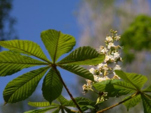 Как рассадить каштан. Как посадить и вырастить каштан? 08 Как рассадить каштан. Как посадить и вырастить каштан? 08