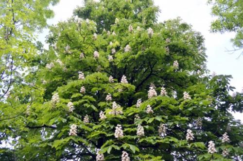 Как рассадить каштан. Как посадить и вырастить каштан? 02 Как рассадить каштан. Как посадить и вырастить каштан? 02