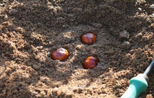 Как рассадить каштан. Как посадить и вырастить каштан? 04 Как рассадить каштан. Как посадить и вырастить каштан? 04