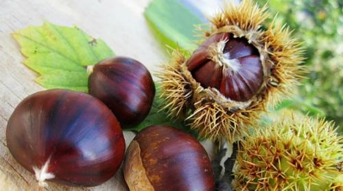 Вегетативное размножение каштана. Как размножить каштан?