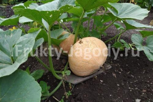 Тыква описание. Тыква — описание, полезные и вредные свойства, состав, калорийность, как и где растет