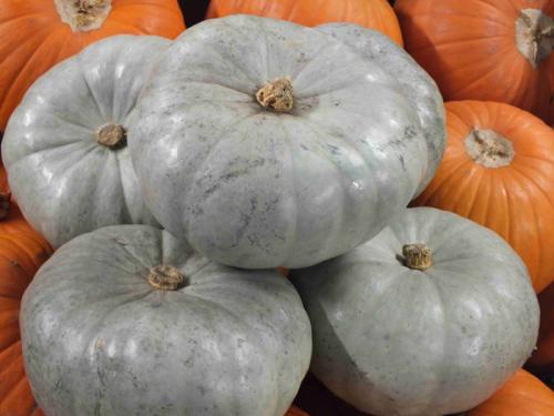 Тыква название. Сорта тыквы 2022 года — описание с фото