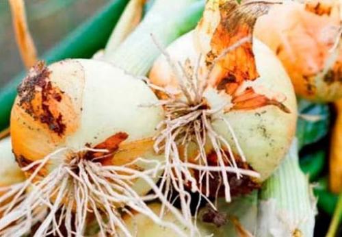 Лук на репку рассадой. Как вырастить лук из семян в течение одного сезона 02