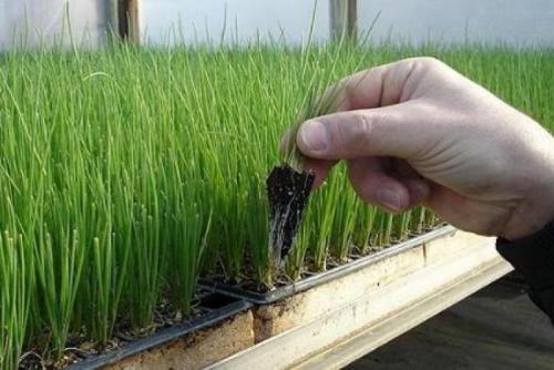 Лук на репку рассадой. Как вырастить лук из семян в течение одного сезона 01