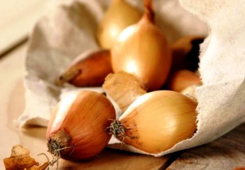 Лук севок сорта. Топ-11 лучших сортов лука-севка голландской селекции и их описание