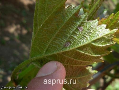 Виноградные враги: два опасных соседа, которых стоит избегать 10