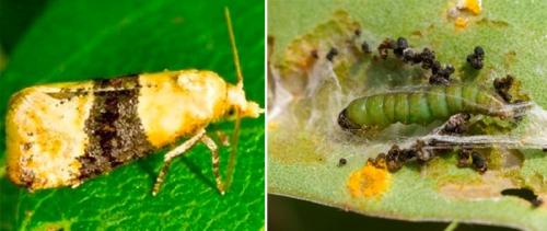 Какие насекомые могут нанести наибольший ущерб винограду. Листовертки