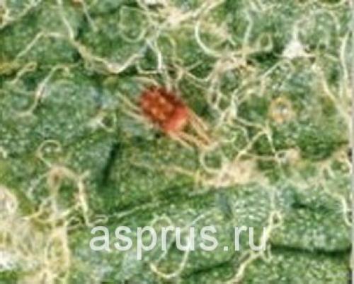 Виноградные враги: два опасных соседа, которых стоит избегать 11