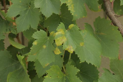 Какие симптомы могут указывать на поражение винограда грибными заболеваниями. Милдью, пероноспороз или ложная мучнистая роса