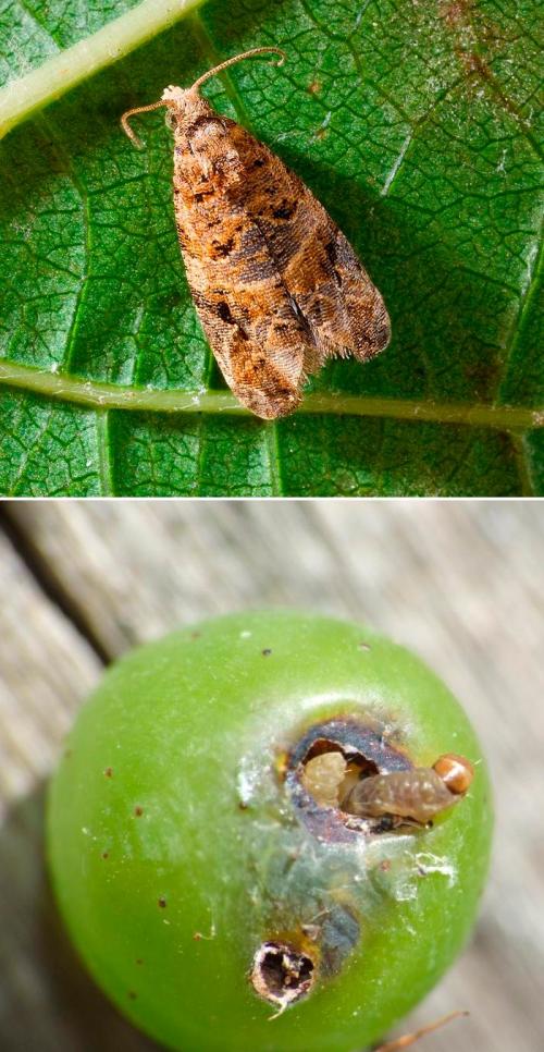 Какие насекомые могут нанести наибольший ущерб винограду. Листовертки