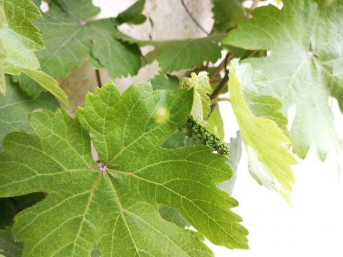 Какие симптомы могут указывать на поражение винограда грибными заболеваниями. Милдью, пероноспороз или ложная мучнистая роса