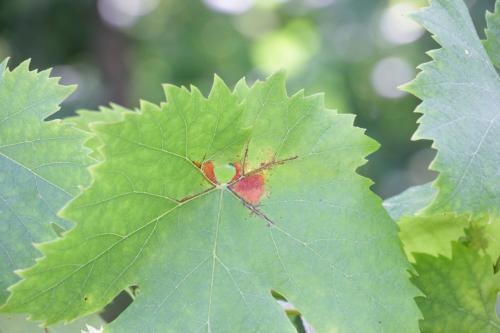 Какие симптомы могут указывать на поражение винограда грибными заболеваниями. Милдью, пероноспороз или ложная мучнистая роса