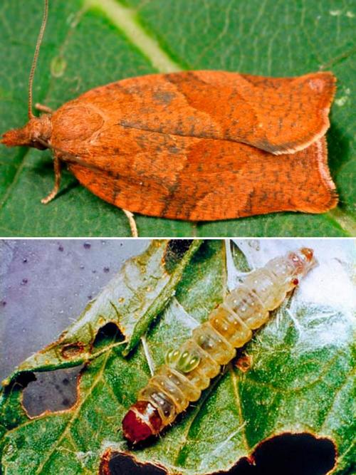Какие насекомые могут нанести наибольший ущерб винограду. Листовертки