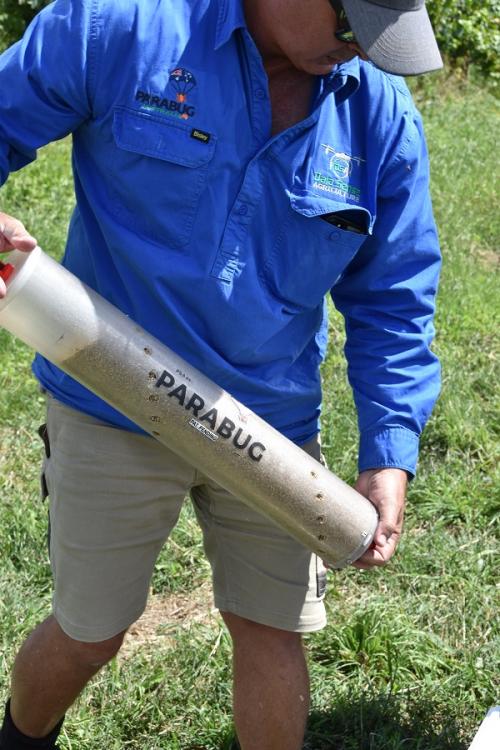 Защита виноградников: борьба с самым страшным врагом созревшего урожая 03