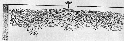Как корни винограда распределяют питательные вещества по всему растению. Корневая система винограда