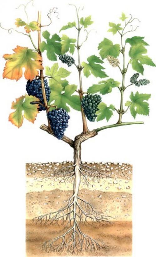 Виноград: тайные силы роста из глубин корня 02 Виноград: тайные силы роста из глубин корня 02
