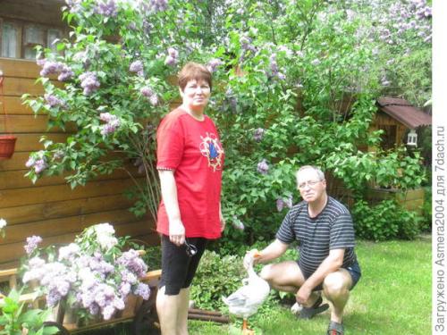 Сирень Красавица Москвы описание. Красавица Москвы