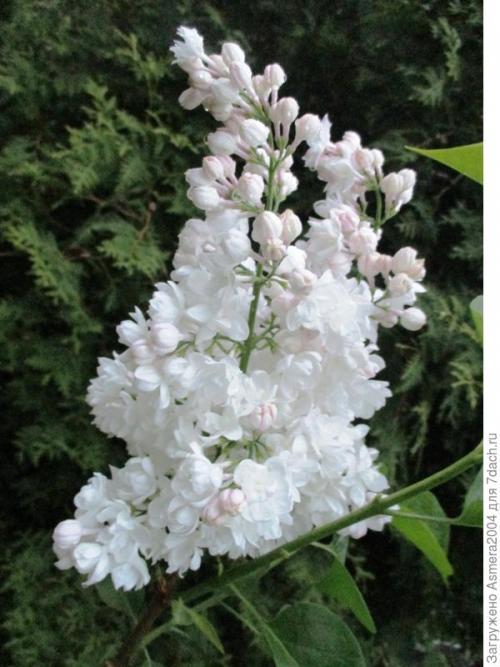 Сирень Красавица Москвы описание. Красавица Москвы