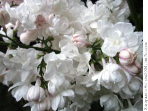 Сирень Красавица Москвы описание. Красавица Москвы