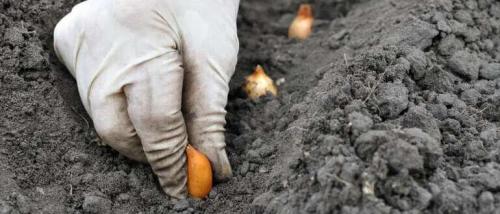 Когда сажать лук под зиму в 2021 году. Когда и как сажать лук под зиму в 2021 году по лунному календарю