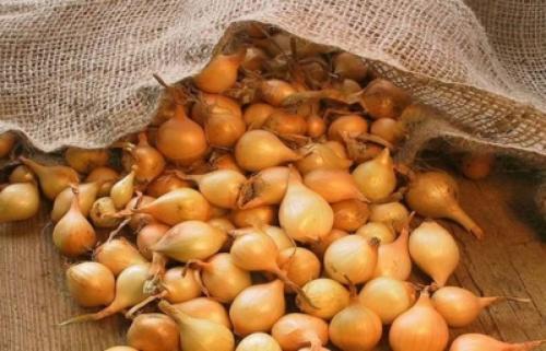 Сажают ли лук под зиму. Посадка лука под зиму: оптимальные сроки 02