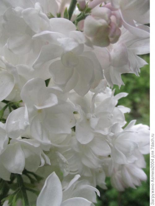 Сирень Красавица Москвы описание. Красавица Москвы