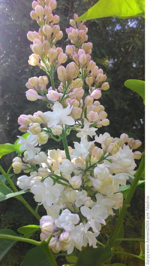 Сирень Красавица Москвы описание. Красавица Москвы