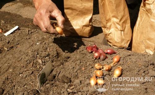 Когда сажать лук на головку. Сроки посадки в открытый грунт