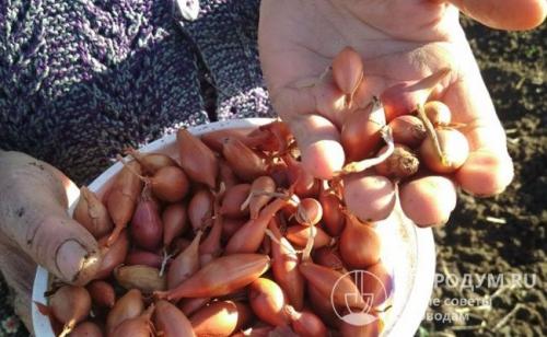 Когда сажать лук на головку. Сроки посадки в открытый грунт