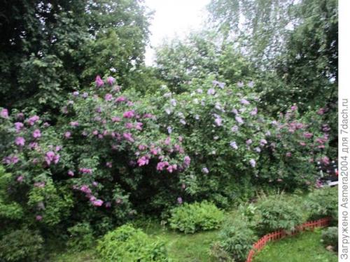 Сирень Красавица Москвы описание. Красавица Москвы