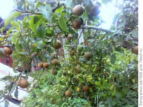 Груша дичка вкус. Не было бы счастья, да несчастье помогло, или Чудеса из груши-дикарки. Мой урожай-2022, глава 4