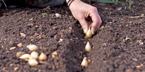 Благоприятные дни для посадки лука в зиму в 2022 году. Когда сажать лук по лунному календарю в 2022 году