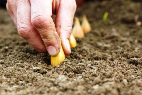 Когда сажать лук-севок в 2021 году. Посадка лука севка в 2021 году: сроки, благоприятные дни