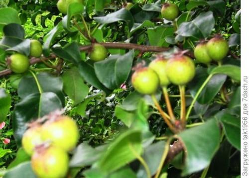 Груша дичка вкус. Не было бы счастья, да несчастье помогло, или Чудеса из груши-дикарки. Мой урожай-2022, глава 4