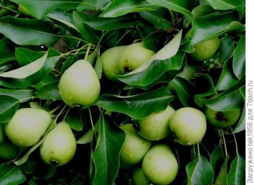 Груша дичка вкус. Не было бы счастья, да несчастье помогло, или Чудеса из груши-дикарки. Мой урожай-2022, глава 4