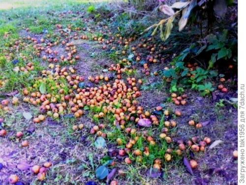 Груша дичка вкус. Не было бы счастья, да несчастье помогло, или Чудеса из груши-дикарки. Мой урожай-2022, глава 4