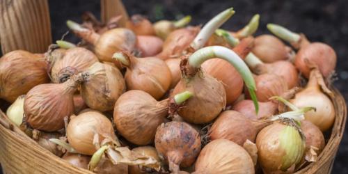 Благоприятные дни для посадки лука в зиму в 2022 году. Когда сажать лук по лунному календарю в 2022 году