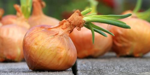 Благоприятные дни для посадки лука в зиму в 2022 году. Когда сажать лук по лунному календарю в 2022 году