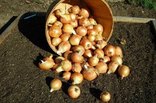 Посадка лука под зиму на урале. Преимущества и недостатки посадки под зиму