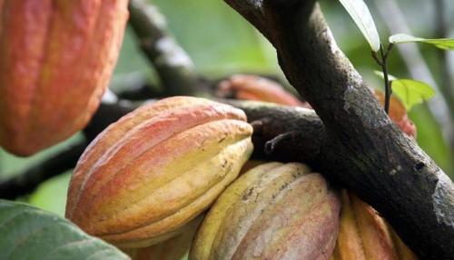 Где растут, какао-бобы. Родина и история, какао