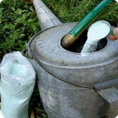 Выращивание лука на луковицу. ОСОБЕННОСТИ ВЫРАЩИВАНИЯ РЕПЧАТОГО ЛУКА