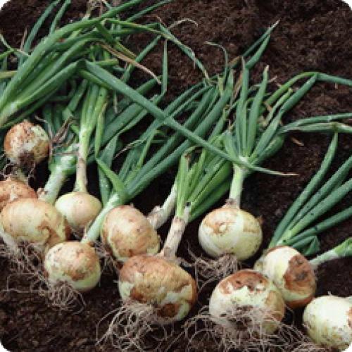 Выращивание лука на луковицу. ОСОБЕННОСТИ ВЫРАЩИВАНИЯ РЕПЧАТОГО ЛУКА