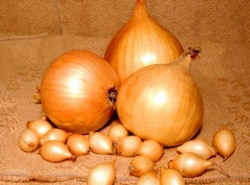 Зимние сорта лука на хранение. Острые, полуострые, сладкие сорта лука-севка для хранения на зиму