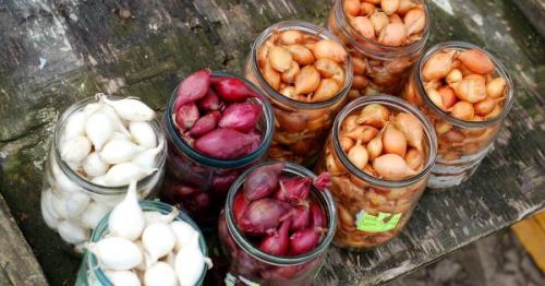 Сладкие сорта озимого лука. Особенности посадки озимого лука в разных регионах