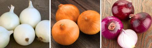 Выращивание лука на луковицу. ОСОБЕННОСТИ ВЫРАЩИВАНИЯ РЕПЧАТОГО ЛУКА