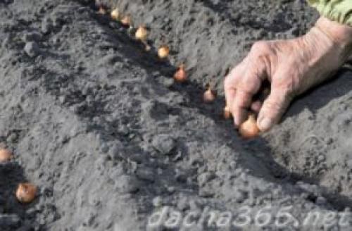 Как вырастить лук штутгартен из семян. Особенности выращивания