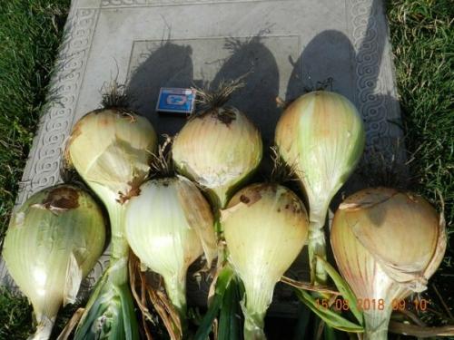 Лук Сибирский однолетний семена. Описание и характеристика сорта 03