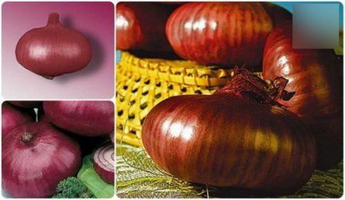 Лучшие сорта лука для сибири. Лучшие сорта лука озимого в Сибири, на Урале